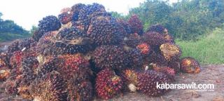 Menangkal Laju Korporasi Lewat Afirmasi