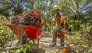 Aspek-PIR Bikin Film Dokumenter Transmigrasi Sawit, Juni Tayang