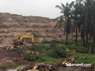 Tahun Ini, 100 Hektare Kebun Sawit di Rejang Lebong Bakal Direplanting 
