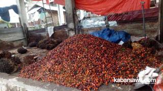Harga Lebih Tinggi, Petani di Mukomuko Pilih Jual Brondolan Sawit