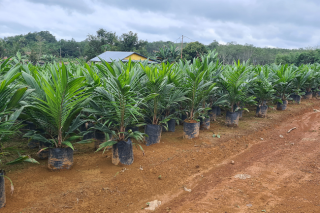 Ketersediaan Bibit Sawit Unggul Mulai Tertata di Kaltim, Jangan Lupa Berantas yang Bodong!