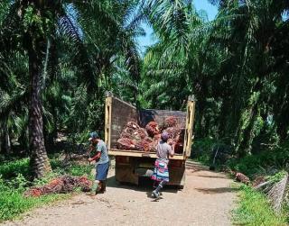 Petani Sawit Bantu Peningkatan Perekonomian Daerah 