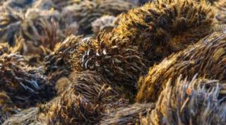 Serat Sawit Belum Ada yang Garap di Bengkulu, Padahal Hargnya Lebih Mahal Ketimbang TBS