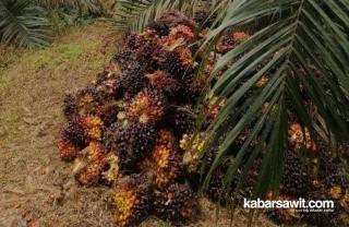 Harga Sawit di Bengkulu Diprediksi Moncer saat Musim Kemarau 