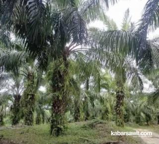 Pahami Dulu, Sebelum Beli Kebun Sawit
