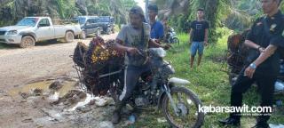 Harga CPO Anjlok Bikin Dompet Petani Sawit di Bengkulu Kempes!