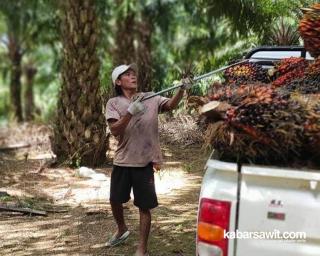 Harga Sawit Ambles, Upah Panen dan Angkut Tetap Tinggi di Dua Daerah Ini