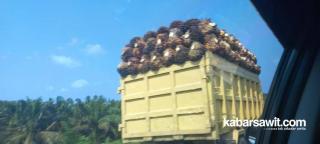 Tentang Sawit Indonesia yang Berawal dari Empat Benih