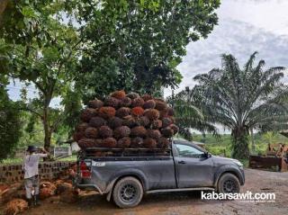 Angkutan Sawit di Bengkulu Jangan Bandel