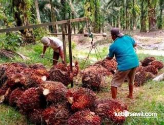 Harga Sawit Murah, Petani Khawatir Anak Tak Bisa Sekolah 