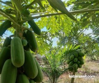 Sawit Belum Berbuah, Petani di Bengkulu Tengah Dapat Cuan Lain Dari Pepaya California