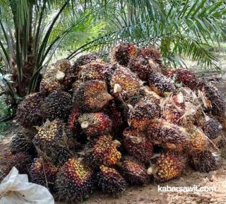 Harga Sawit di Sulbar Makin Rontok