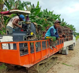 Harga TBS Makin Merosot, Petani Sawit di Bengkulu Menjerit, Begini Kata Ahli dan Jawaban Gubernur Rohidin 