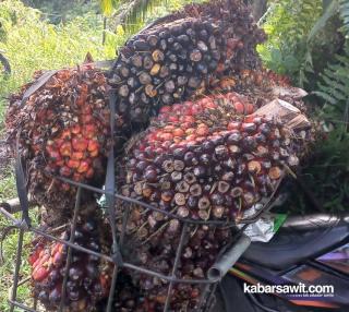 Legislator Ini Ingatkan Pabrik Sawit di Bengkulu Beli TBS Petani Sesuai Harga Penetapan 