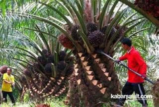 Petani di Bengkulu Tunda Panen Gara-gara Harga Sawit Anjlok 