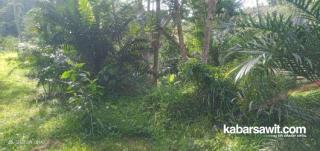 Sawit di Kawasan Hutan Bengkulu Terancam Dimusnahkan