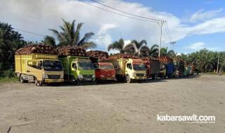 Sawit Mulai Patahkan Dominasi Batu Bara di Bengkulu 