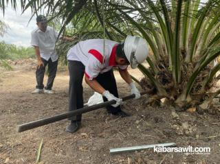 Kebun Sawit yang Digawangi Aspek-PIR di Dayun Akhirnya Panen Perdana