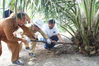 Tak Sampai 3 Tahun, Kebun Hasil PSR di Dayun Panen, Sekda Siak Bilang Begini...