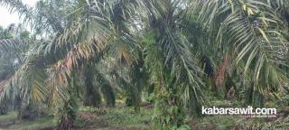 Dana PSR yang Ditransfer hingga 31 Mei 2023 Rp7,49 Triliun 