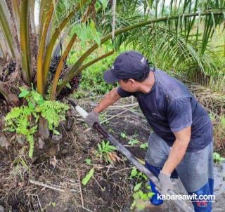 Petani Sawit di Bengkulu Keluhkan Kekurangan Unsur Hara, Produksi Buah Menurun Drastis