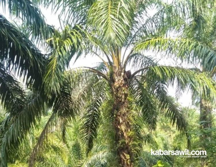 Banyak Warga Bengkulu Tanaman Sawit Hanya Untuk Dijual 