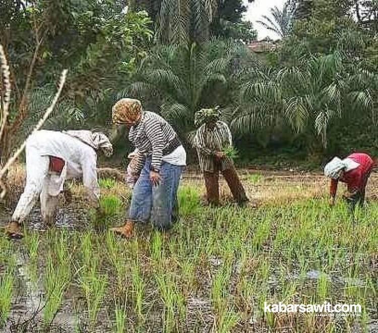 Kalau Mau! Petani Sawit Juga Bisa Cari Cuan di Tanaman Lain
