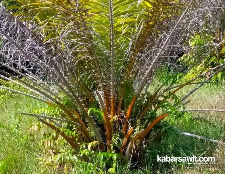 Kebun Sawit yang Tak Produktif Susah Terjual 