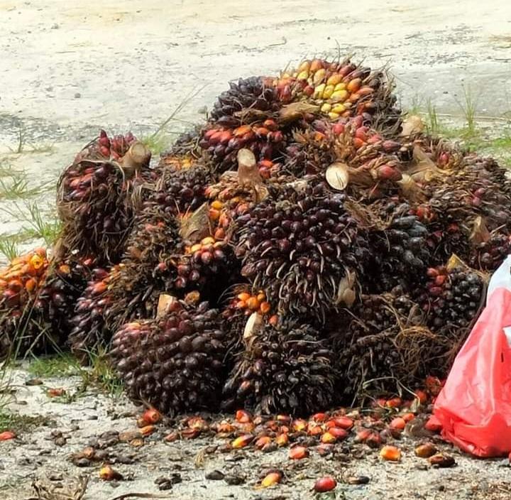 Harga TBS Sawit Plasma Semua Kelompok Umur Ditetapkan Naik di Riau