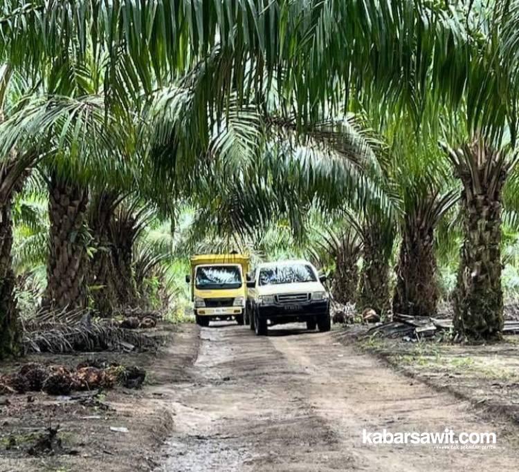 APKASINDO Bengkulu Ungkap Tantangan Akses Petani Sawit