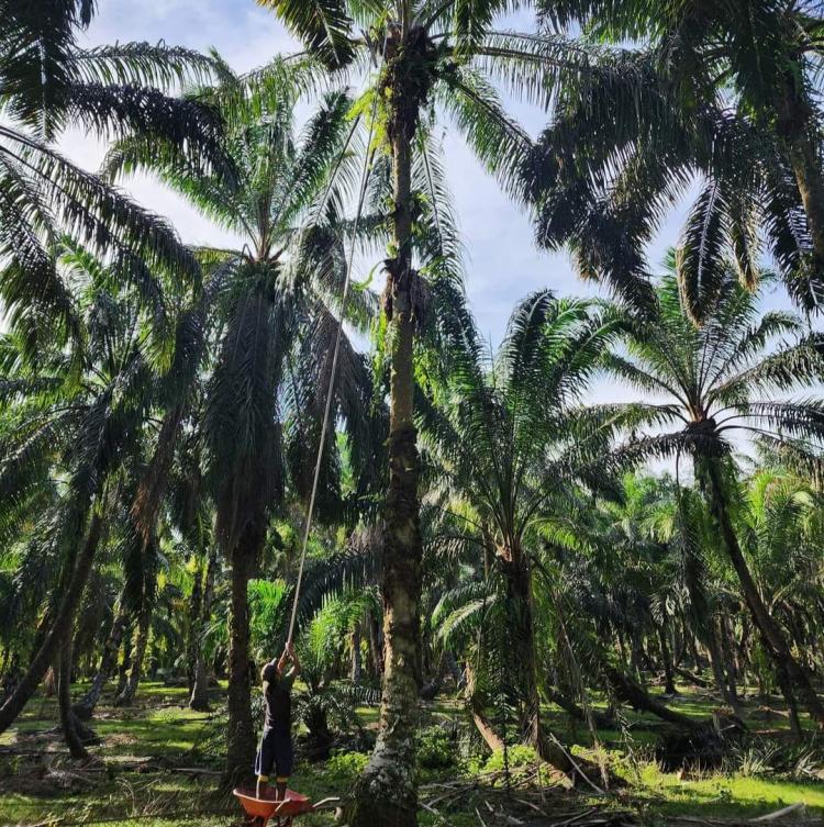 Banyak Kebun Sawit di Bengkulu Belum Direplanting, Padahal...