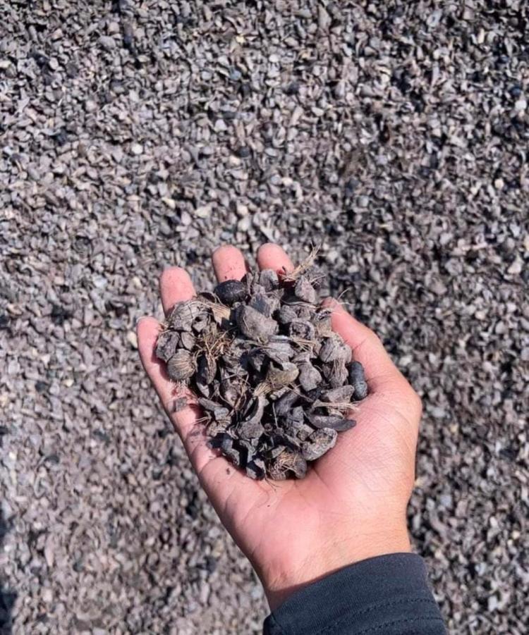 Harga Cangkang Sawit di Bengkulu Melonjak, TBS Kok Malah Turun?