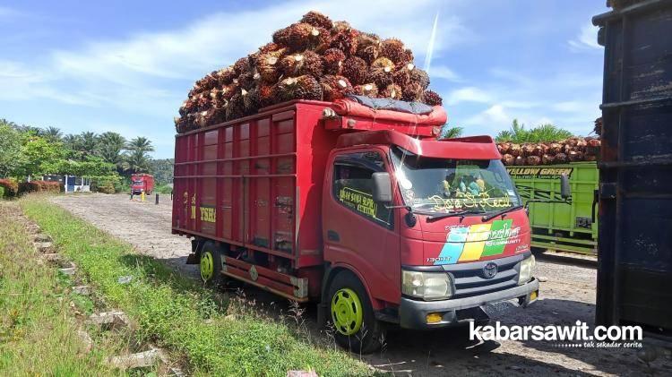 Harga Sawit Lampung Bulan Juni Ditetapkan Rp 2,024.78/Kg