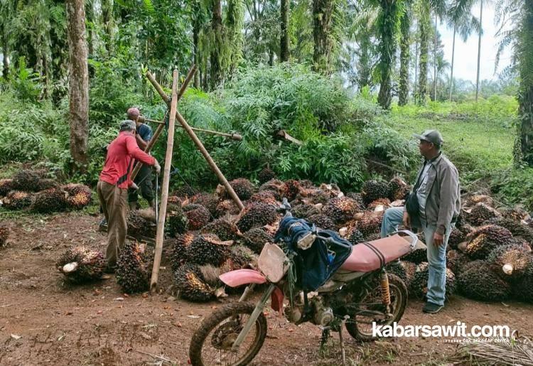 Ini Penyebab Perbedaan Harga Sawit Berdasarkan Usia Tanaman Versi APKS Bengkulu 