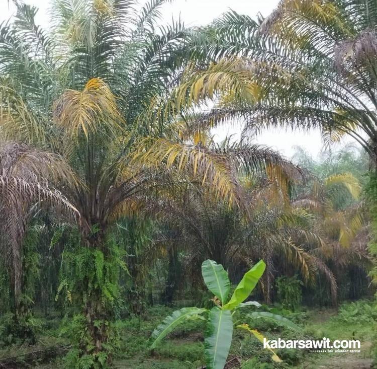 Perubahan Warna Daun Sawit Ganggu Produktivitas 