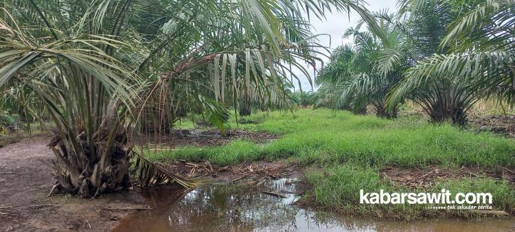 Ternyata, PPKS Sudah Bikin Alat Agar Petani Mudah Tanam Sawit di Lahan Gambut