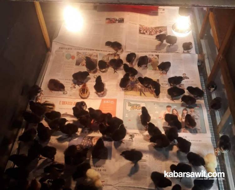 Tambah Penghasilan, Petani Sawit di Bengkulu Budidaya Ayam Kampung