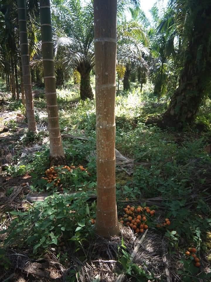 Luar Biasa! Petani Sawit Berhasil Integrasikan Sawit dan Pinang Jadi Cuan