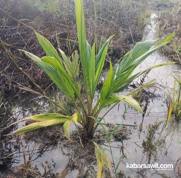 Jika Ingin Hasilnya Memuaskan, Tanaman Sawit Jangan Sering Terendam Air