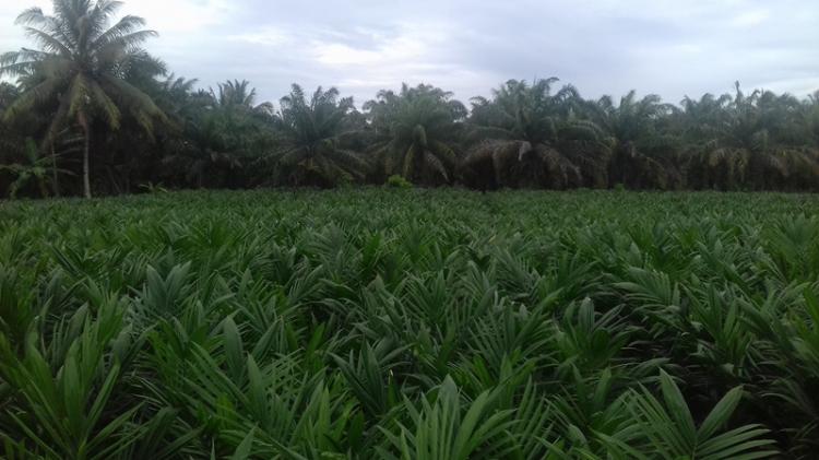 Pemda Diminta Perbaiki Aturan Harga TBS Bengkulu, Kenapa?