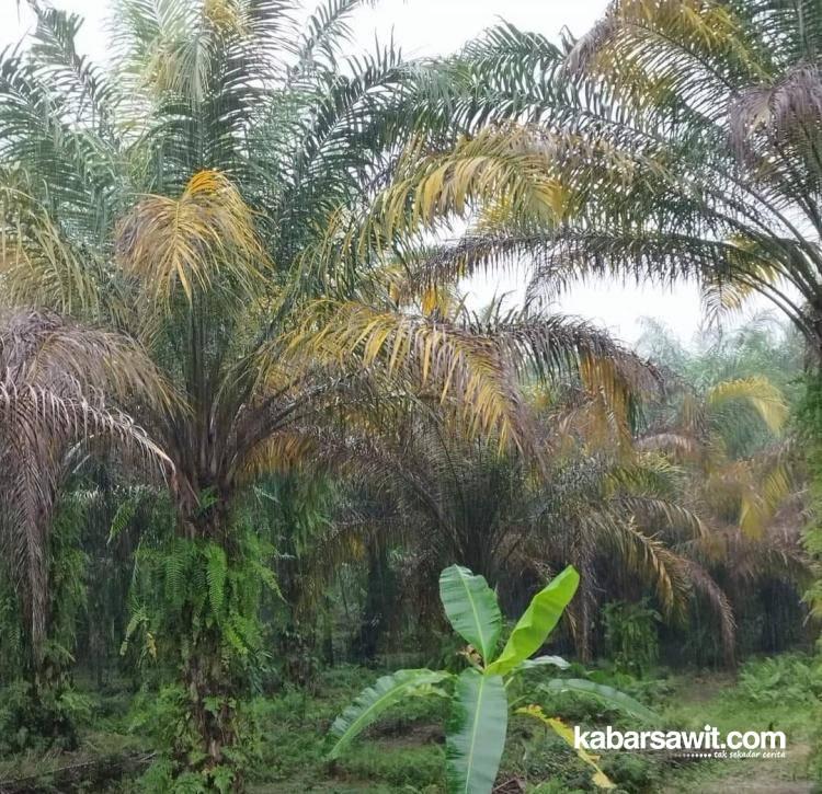 Kebun Sawit di Bengkulu Terancam Kekurangan Air, Lho Kok!