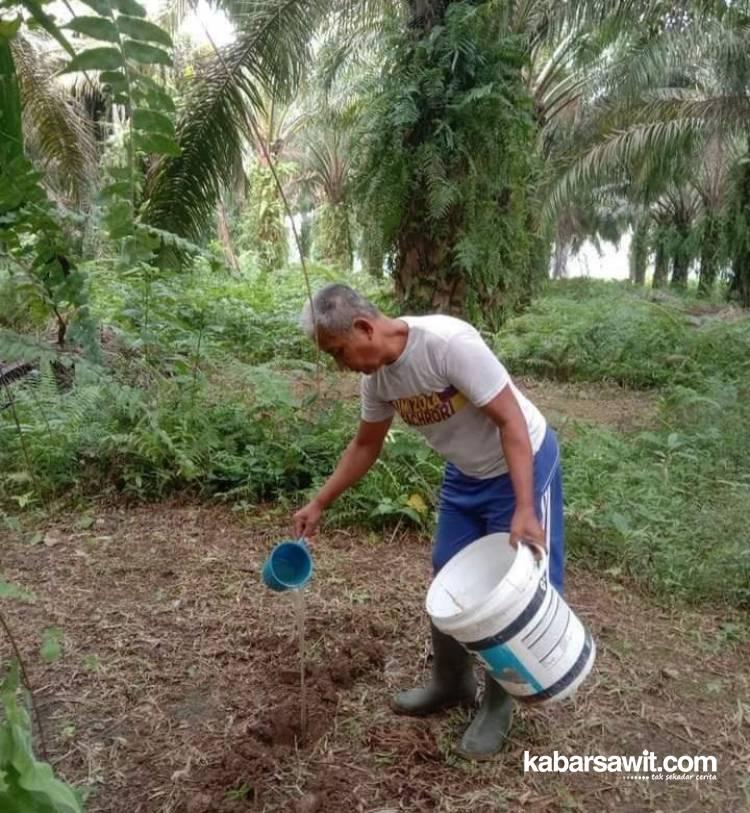 Ingatkan Petani Sawit di Bengkulu soal Kualitas Tanah, Pengamat: Gunakan Pupuk Organik 
