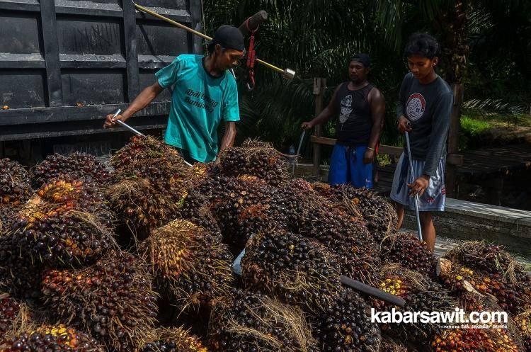 Produktivitas Kebun Sawit di Bengkulu Berpotensi Meningkat Jika Petani Lakukan Tiga Langkah Ini