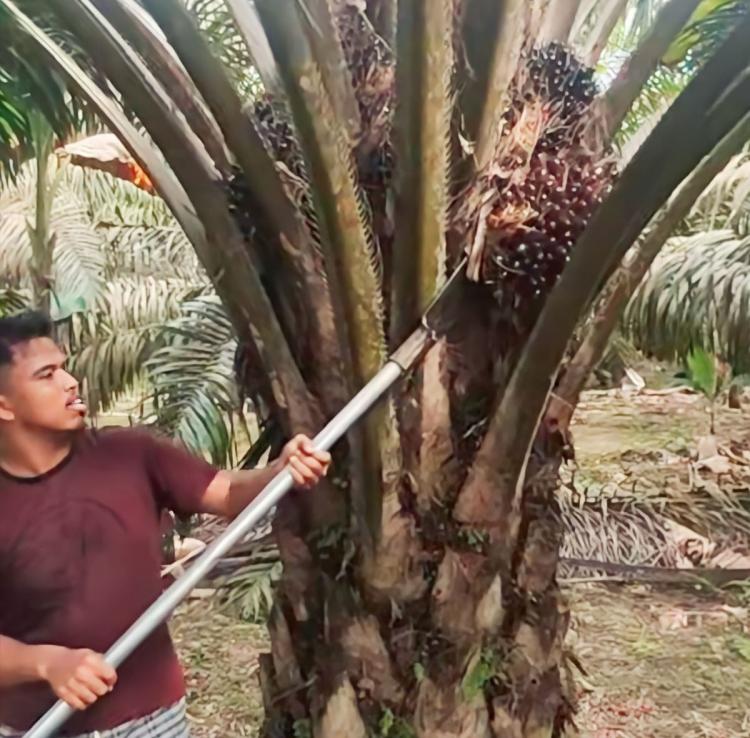 BPOM Ingatkan Petani Sawit di Bengkulu Bahaya Konsumsi Obat Kuat Tradisional