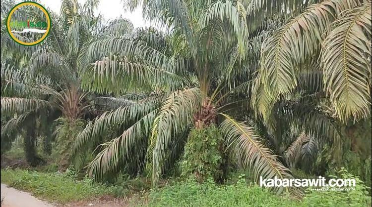 Lapangan Kerja Terbuka Setelah Perusahaan Sawit Masuk ke Desa Towara