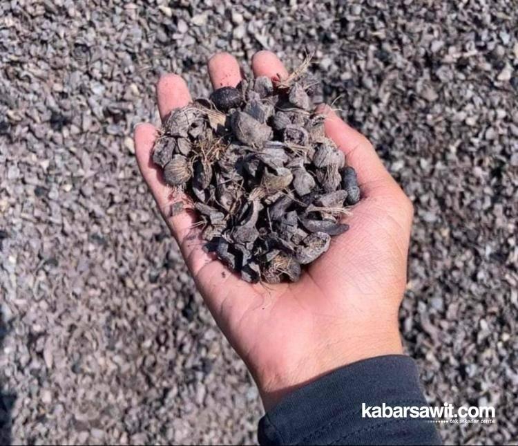 Potensi Karbon Aktif Dari Cangkang Sawit di Bengkulu Lebih 12 Ribu Ton