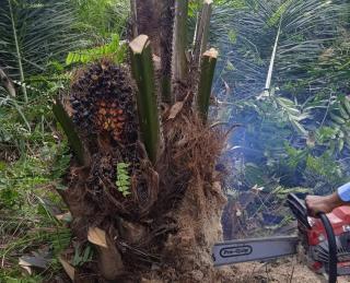 Agar Tak Terjadi Konflik, Petani Jangan Sembarangan Tanam Sawit 