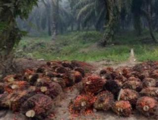 Ulah Harga Sawit Menukik, NTP Riau Anjlok 4,20 Persen Periode Juni 2023