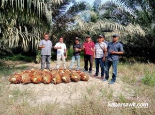 Produktivitas Rendah, Petani Sawit di Bengkulu Salahkan Pemerintah
