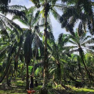 Banyak Kebun Sawit di Bengkulu Belum Direplanting, Padahal...